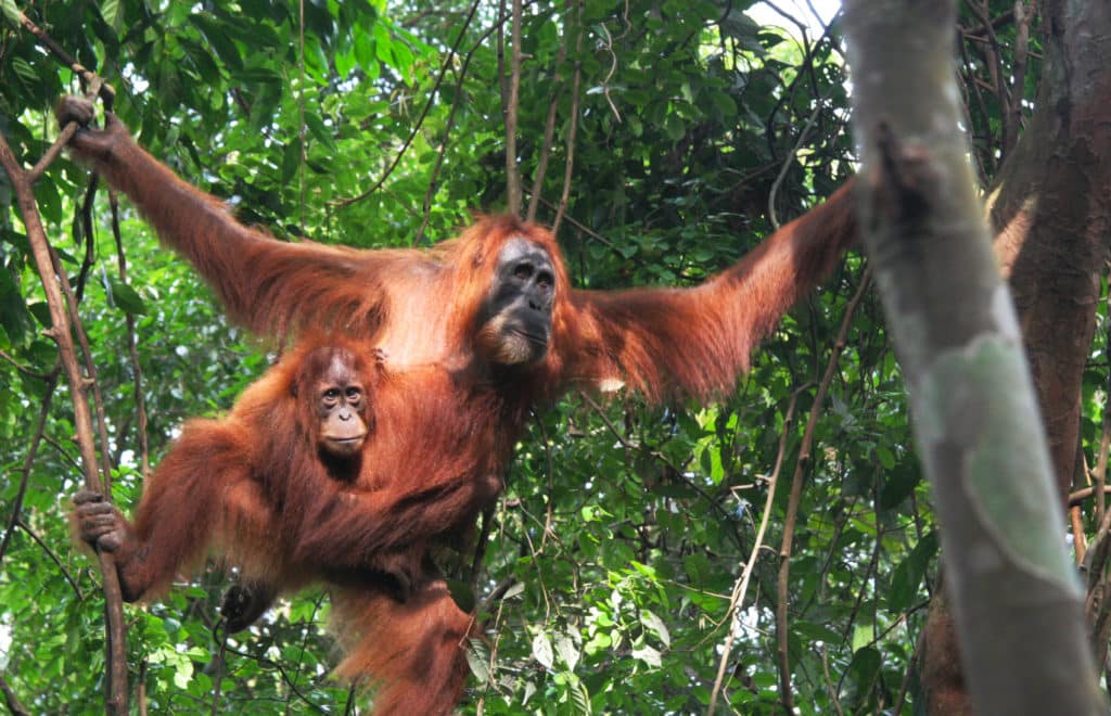 Orang-utans Sumatra